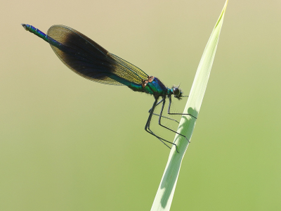 <i class='fa fa-user'></i>&nbsp;Rob Belterman&nbsp;|  Weidebeekjuffer&nbsp; <i class='fa fa-eye'>&nbsp;75</i> &nbsp;<i class='fa fa-thumbs-up'>&nbsp;7</i> &nbsp; <i class='fa fa-comment-o'>&nbsp;6</i>