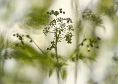 <i class='fa fa-user'></i>&nbsp;Nel R&nbsp;|  Fluitenkruid&nbsp; <i class='fa fa-eye'>&nbsp;64</i> &nbsp;<i class='fa fa-thumbs-up'>&nbsp;4</i> &nbsp; <i class='fa fa-comment-o'>&nbsp;7</i>