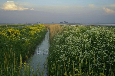 <i class='fa fa-user'></i>&nbsp;Nel R&nbsp;|  Langs de sloot&nbsp; <i class='fa fa-eye'>&nbsp;89</i> &nbsp;<i class='fa fa-thumbs-up'>&nbsp;4</i> &nbsp; <i class='fa fa-comment-o'>&nbsp;6</i>