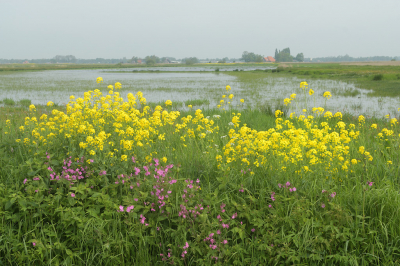 <i class='fa fa-user'></i>&nbsp;Hendrik van Kampen&nbsp;|  Weidevogel grasland&nbsp; <i class='fa fa-eye'>&nbsp;94</i> &nbsp;<i class='fa fa-thumbs-up'>&nbsp;3</i> &nbsp; <i class='fa fa-comment-o'>&nbsp;6</i>
