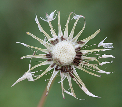 <i class='fa fa-user'></i>&nbsp;Paul Vandebroek&nbsp;|  Paardenbloem&nbsp; <i class='fa fa-eye'>&nbsp;51</i> &nbsp;<i class='fa fa-thumbs-up'>&nbsp;1</i> &nbsp; <i class='fa fa-comment-o'>&nbsp;2</i>