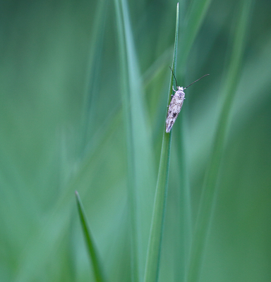 <i class='fa fa-user'></i>&nbsp;Pieter  LJ&nbsp;|  Gewone Wilgenroosjesmot&nbsp; <i class='fa fa-eye'>&nbsp;59</i> &nbsp; <i class='fa fa-comment-o'>&nbsp;7</i>