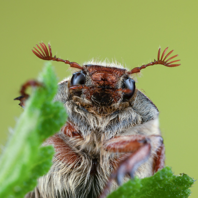 <i class='fa fa-user'></i>&nbsp;Reinier van den Born&nbsp;|  Gewone Meikever&nbsp; <i class='fa fa-eye'>&nbsp;108</i> &nbsp;<i class='fa fa-thumbs-up'>&nbsp;13</i> &nbsp; <i class='fa fa-comment-o'>&nbsp;15</i>