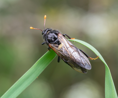 <i class='fa fa-user'></i>&nbsp;Tim Oord&nbsp;|  Berkenknotssprietbladwesp&nbsp; <i class='fa fa-eye'>&nbsp;52</i> &nbsp;<i class='fa fa-thumbs-up'>&nbsp;4</i> &nbsp; <i class='fa fa-comment-o'>&nbsp;4</i>