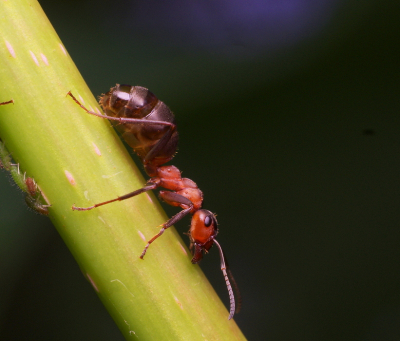 <i class='fa fa-user'></i>&nbsp;tonysettanta&nbsp;|  Behaarde Rode Bosmier&nbsp; <i class='fa fa-eye'>&nbsp;58</i> &nbsp;<i class='fa fa-thumbs-up'>&nbsp;1</i> &nbsp; <i class='fa fa-comment-o'>&nbsp;7</i>