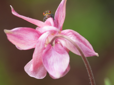 <i class='fa fa-user'></i>&nbsp;susan meijnders&nbsp;|  Vuurjuffer&nbsp; <i class='fa fa-eye'>&nbsp;72</i> &nbsp;<i class='fa fa-thumbs-up'>&nbsp;5</i> &nbsp; <i class='fa fa-comment-o'>&nbsp;9</i>