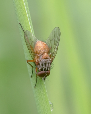 <i class='fa fa-user'></i>&nbsp;Johan van Gurp&nbsp;|  Phaonia subventa&nbsp; <i class='fa fa-eye'>&nbsp;48</i> &nbsp;<i class='fa fa-thumbs-up'>&nbsp;5</i> &nbsp; <i class='fa fa-comment-o'>&nbsp;5</i>