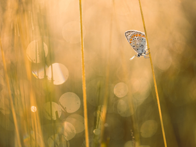 <i class='fa fa-user'></i>&nbsp;rowinvandenberg&nbsp;|  Icarusblauwtje&nbsp; <i class='fa fa-eye'>&nbsp;95</i> &nbsp;<i class='fa fa-thumbs-up'>&nbsp;5</i> &nbsp; <i class='fa fa-comment-o'>&nbsp;7</i>