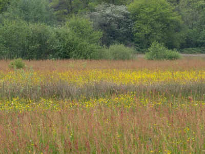 <i class='fa fa-user'></i>  | Kleurrijk Landschap  <i class='fa fa-eye'> 31</i>   <i class='fa fa-comment-o'> 5</i>