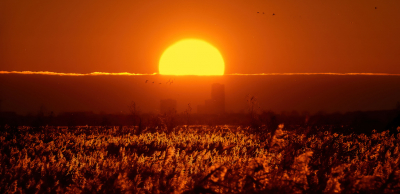 Ben eigenlijk niet zo van de landschap-fotografie maar na een leuk middagje op de Oostvaardersplassen waar qua vogels in die periode niet veel was te zien kwamen we per ongeluk in aanraking met de ondergaande zon waar de rietpluimen prachtig in oplichtte. Had alleen een telelens op de camera en wilde de mooie pluimen in het tegenlicht vastleggen. Geen enkele ervaring natuurlijk dus wat pielen met instellingen belichten toen de zon ineens midden achter de hoger staande wolken half verdween. Het resultaat werd uiteindelijk sprookjesachtig, in mijn beleving dan. Een driedelig gelaagde plaat met vogels, de pluimen en de lichtgevende wolkenrand en de zon. Ik had hem bijna resoluut van mijn schijf gegooid vanwege de ietwat uitgebeten zon maar heb die gecorrigeerd in Photoshop, moest wel even googelen want daar heb ik geen enkel verstand van en ervaring mee maar zo mocht ie op de schijf blijven.