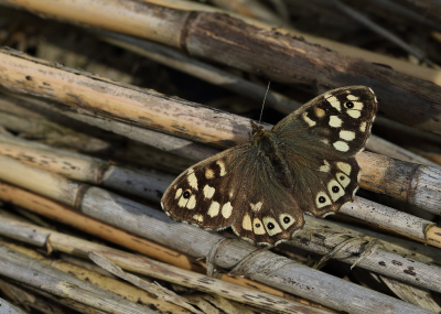 <i class='fa fa-user'></i>&nbsp;Ad Sprang&nbsp;|  Bont Zandoogje&nbsp; <i class='fa fa-eye'>&nbsp;48</i> &nbsp;<i class='fa fa-thumbs-up'>&nbsp;3</i> &nbsp; <i class='fa fa-comment-o'>&nbsp;5</i>