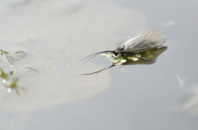 <i class='fa fa-user'></i>&nbsp;Truus Aletta Maan&nbsp;|  Oligotricha striata&nbsp; <i class='fa fa-eye'>&nbsp;57</i> &nbsp; <i class='fa fa-comment-o'>&nbsp;2</i>