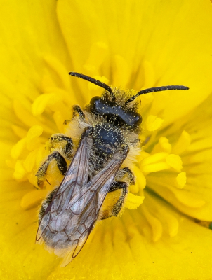 <i class='fa fa-user'></i>&nbsp;Johan van Gurp&nbsp;|  Zandbij sp.&nbsp; <i class='fa fa-eye'>&nbsp;66</i> &nbsp;<i class='fa fa-thumbs-up'>&nbsp;2</i> &nbsp; <i class='fa fa-comment-o'>&nbsp;4</i>