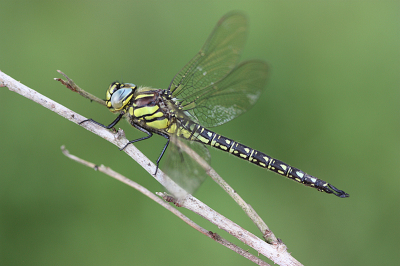 <i class='fa fa-user'></i>&nbsp;Paul Vandebroek&nbsp;|  Glassnijder&nbsp; <i class='fa fa-eye'>&nbsp;77</i> &nbsp;<i class='fa fa-thumbs-up'>&nbsp;3</i> &nbsp; <i class='fa fa-comment-o'>&nbsp;5</i>