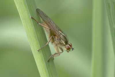 <i class='fa fa-user'></i>&nbsp;Johan van Gurp&nbsp;|  Strontvlieg&nbsp; <i class='fa fa-eye'>&nbsp;61</i> &nbsp;<i class='fa fa-thumbs-up'>&nbsp;8</i> &nbsp; <i class='fa fa-comment-o'>&nbsp;7</i>