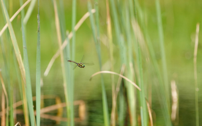 <i class='fa fa-user'></i>&nbsp;David Ruijs&nbsp;|  Smaragdlibel&nbsp; <i class='fa fa-eye'>&nbsp;64</i> &nbsp; <i class='fa fa-comment-o'>&nbsp;5</i>