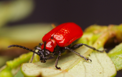 <i class='fa fa-user'></i>&nbsp;tonysettanta&nbsp;|  Leliehaantje&nbsp; <i class='fa fa-eye'>&nbsp;46</i> &nbsp; <i class='fa fa-comment-o'>&nbsp;2</i>