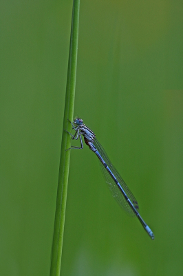 <i class='fa fa-user'></i>&nbsp;Cor&nbsp;|  Azuurwaterjuffer&nbsp; <i class='fa fa-eye'>&nbsp;66</i> &nbsp;<i class='fa fa-thumbs-up'>&nbsp;4</i> &nbsp; <i class='fa fa-comment-o'>&nbsp;9</i>