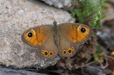 <i class='fa fa-user'></i>&nbsp;Willem Verhagen&nbsp;|  Rotsvlinder&nbsp; <i class='fa fa-eye'>&nbsp;83</i> &nbsp;<i class='fa fa-thumbs-up'>&nbsp;9</i> &nbsp; <i class='fa fa-comment-o'>&nbsp;8</i>