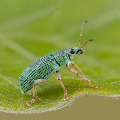 <i class='fa fa-user'></i>&nbsp;Reinier van den Born&nbsp;|  Zijdeglansbladsnuitkever&nbsp; <i class='fa fa-eye'>&nbsp;93</i> &nbsp;<i class='fa fa-thumbs-up'>&nbsp;15</i> &nbsp; <i class='fa fa-comment-o'>&nbsp;11</i>