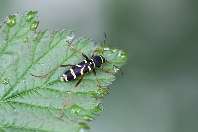 <i class='fa fa-user'></i>&nbsp;Paul Vandebroek&nbsp;|  Kleine Wespenboktor&nbsp; <i class='fa fa-eye'>&nbsp;44</i> &nbsp;<i class='fa fa-thumbs-up'>&nbsp;3</i> &nbsp; <i class='fa fa-comment-o'>&nbsp;4</i>