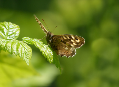 <i class='fa fa-user'></i>&nbsp;Jurgen Maassen&nbsp;|  Bont Zandoogje&nbsp; <i class='fa fa-eye'>&nbsp;58</i> &nbsp;<i class='fa fa-thumbs-up'>&nbsp;3</i> &nbsp; <i class='fa fa-comment-o'>&nbsp;2</i>