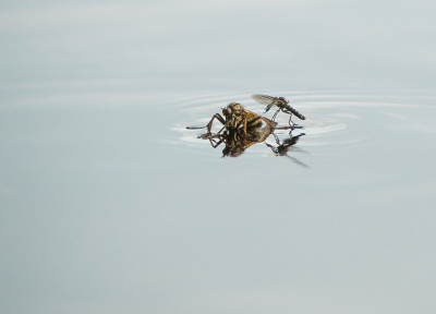 <i class='fa fa-user'></i>&nbsp;Truus Aletta Maan&nbsp;|  Grote Dansvlieg&nbsp; <i class='fa fa-eye'>&nbsp;66</i> &nbsp; <i class='fa fa-comment-o'>&nbsp;2</i>