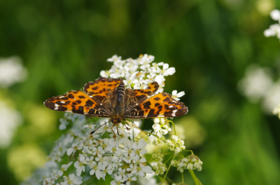 <i class='fa fa-user'></i>&nbsp;tonysettanta&nbsp;|  Landkaartje&nbsp; <i class='fa fa-eye'>&nbsp;39</i> &nbsp; <i class='fa fa-comment-o'>&nbsp;2</i>