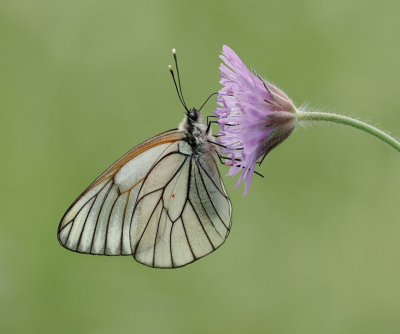 <i class='fa fa-user'></i>&nbsp;Leo Tukker&nbsp;|  Groot Geaderd Witje&nbsp; <i class='fa fa-eye'>&nbsp;89</i> &nbsp;<i class='fa fa-thumbs-up'>&nbsp;12</i> &nbsp; <i class='fa fa-comment-o'>&nbsp;6</i>
