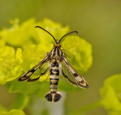 <i class='fa fa-user'></i>&nbsp;Nel R&nbsp;|  Wolfsmelkwespvlinder&nbsp; <i class='fa fa-eye'>&nbsp;75</i> &nbsp;<i class='fa fa-thumbs-up'>&nbsp;9</i> &nbsp; <i class='fa fa-comment-o'>&nbsp;7</i>