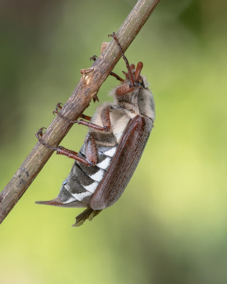 <i class='fa fa-user'></i>&nbsp;Johan van Gurp&nbsp;|  Gewone Meikever&nbsp; <i class='fa fa-eye'>&nbsp;78</i> &nbsp;<i class='fa fa-thumbs-up'>&nbsp;12</i> &nbsp; <i class='fa fa-comment-o'>&nbsp;7</i>