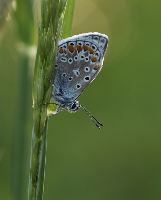 <i class='fa fa-user'></i>&nbsp;Ad Sprang&nbsp;|  Icarusblauwtje&nbsp; <i class='fa fa-eye'>&nbsp;55</i> &nbsp;<i class='fa fa-thumbs-up'>&nbsp;4</i> &nbsp; <i class='fa fa-comment-o'>&nbsp;4</i>