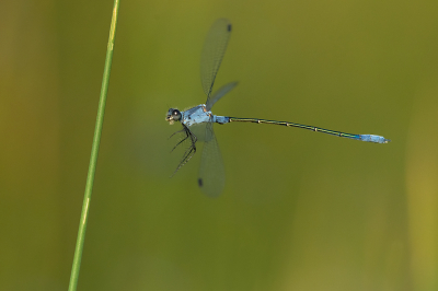 <i class='fa fa-user'></i>&nbsp;Willem Verhagen&nbsp;|  Grote Pantserjuffer&nbsp; <i class='fa fa-eye'>&nbsp;115</i> &nbsp;<i class='fa fa-thumbs-up'>&nbsp;12</i> &nbsp; <i class='fa fa-comment-o'>&nbsp;8</i>