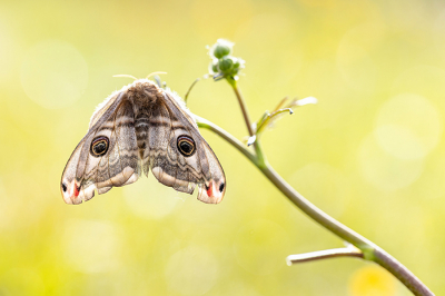 <i class='fa fa-user'></i>&nbsp;Tom&nbsp;|  Nachtpauwoog&nbsp; <i class='fa fa-eye'>&nbsp;142</i> &nbsp;<i class='fa fa-thumbs-up'>&nbsp;12</i> &nbsp; <i class='fa fa-comment-o'>&nbsp;12</i>