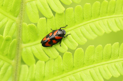 <i class='fa fa-user'></i>&nbsp;frbeuming&nbsp;|  Bloedcicade&nbsp; <i class='fa fa-eye'>&nbsp;51</i> &nbsp;<i class='fa fa-thumbs-up'>&nbsp;5</i> &nbsp; <i class='fa fa-comment-o'>&nbsp;6</i>