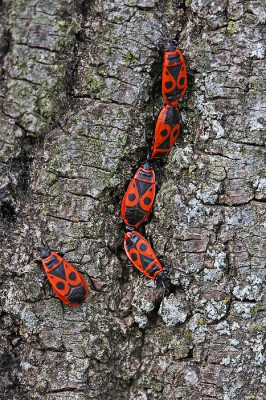 <i class='fa fa-user'></i>&nbsp;Cor&nbsp;|  Vuurwants&nbsp; <i class='fa fa-eye'>&nbsp;58</i> &nbsp; <i class='fa fa-comment-o'>&nbsp;6</i>