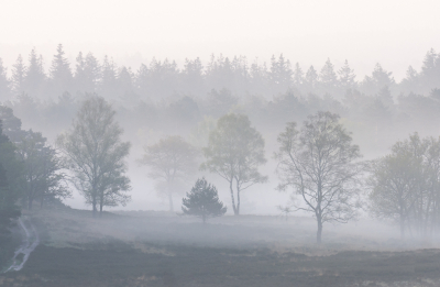 Heerlijk om weer door de Loenermark te lopen. Nog geen wild gezien en het was heel helder. Bij een groter heide gebied kwam zag ik in de verte wel nevel . Blij dat ik dan een telelens heb, aantal foto's gemaakt. Helaas compositie niet altijd geweldig doordat soms struiken en andere bomen de sfeer verstoorde. Deze vond ik wel mooi.
