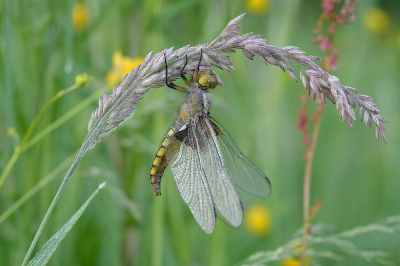 <i class='fa fa-user'></i>&nbsp;David Ruijs&nbsp;|  Platbuik&nbsp; <i class='fa fa-eye'>&nbsp;81</i> &nbsp;<i class='fa fa-thumbs-up'>&nbsp;11</i> &nbsp; <i class='fa fa-comment-o'>&nbsp;8</i>