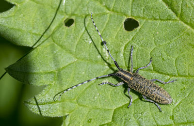 <i class='fa fa-user'></i>&nbsp;PascalK&nbsp;|  Gewone Distelboktor&nbsp; <i class='fa fa-eye'>&nbsp;46</i> &nbsp; <i class='fa fa-comment-o'>&nbsp;2</i>