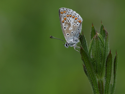 <i class='fa fa-user'></i>&nbsp;Ad Sprang&nbsp;|  Bruin Blauwtje&nbsp; <i class='fa fa-eye'>&nbsp;66</i> &nbsp;<i class='fa fa-thumbs-up'>&nbsp;11</i> &nbsp; <i class='fa fa-comment-o'>&nbsp;10</i>