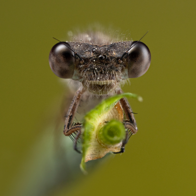 <i class='fa fa-user'></i>&nbsp;Reinier van den Born&nbsp;|  Bruine Winterjuffer&nbsp; <i class='fa fa-eye'>&nbsp;68</i> &nbsp;<i class='fa fa-thumbs-up'>&nbsp;6</i> &nbsp; <i class='fa fa-comment-o'>&nbsp;7</i>