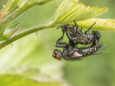 <i class='fa fa-user'></i>&nbsp;Tim Oord&nbsp;|  Dambordvlieg sp.&nbsp; <i class='fa fa-eye'>&nbsp;54</i> &nbsp;<i class='fa fa-thumbs-up'>&nbsp;2</i> &nbsp; <i class='fa fa-comment-o'>&nbsp;1</i>