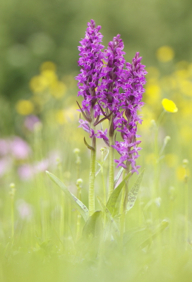 <i class='fa fa-user'></i>  | Brede Orchis  <i class='fa fa-eye'> 32</i>   <i class='fa fa-comment-o'> 5</i>