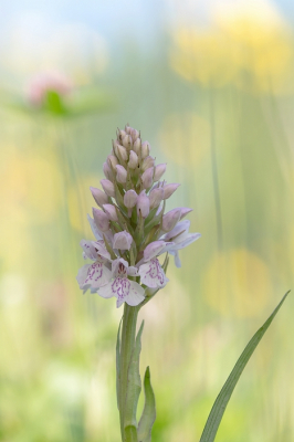 <i class='fa fa-user'></i> Johan van Gurp | Gevlekte Orchis  <i class='fa fa-eye'> 69</i>  <i class='fa fa-thumbs-up'> 4</i>   <i class='fa fa-comment-o'> 6</i>