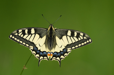 <i class='fa fa-user'></i>&nbsp;David Ruijs&nbsp;|  Koninginnenpage&nbsp; <i class='fa fa-eye'>&nbsp;107</i> &nbsp;<i class='fa fa-thumbs-up'>&nbsp;13</i> &nbsp; <i class='fa fa-comment-o'>&nbsp;14</i>