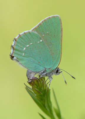 <i class='fa fa-user'></i>&nbsp;koekieman&nbsp;|  Groentje&nbsp; <i class='fa fa-eye'>&nbsp;90</i> &nbsp;<i class='fa fa-thumbs-up'>&nbsp;9</i> &nbsp; <i class='fa fa-comment-o'>&nbsp;8</i>