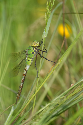 <i class='fa fa-user'></i>&nbsp;David Ruijs&nbsp;|  Grote Keizerlibel&nbsp; <i class='fa fa-eye'>&nbsp;45</i> &nbsp; <i class='fa fa-comment-o'>&nbsp;1</i>