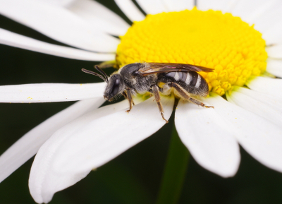 s,morgens vroeg uit de veren naar buurse,al wandelend langs de beek zag ik deze 
 mooie bij op een margriet zitten,en heb hem vereeuwigd.