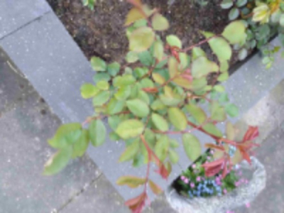 Deze is gemaakt in onze tuin met nog meer bloemen en planten altijd heel mooi