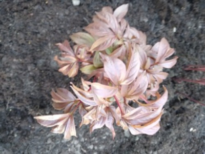ook gemaakt in onze tuin met mooie planten en bloemen